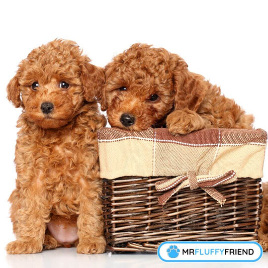 Wie man Trennungsangst bei Welpen verhindern kann