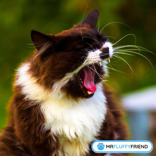 Warum niest meine Katze plötzlich so viel?