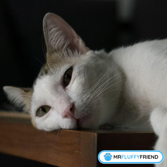 Anzeichen von Katzendepressionen