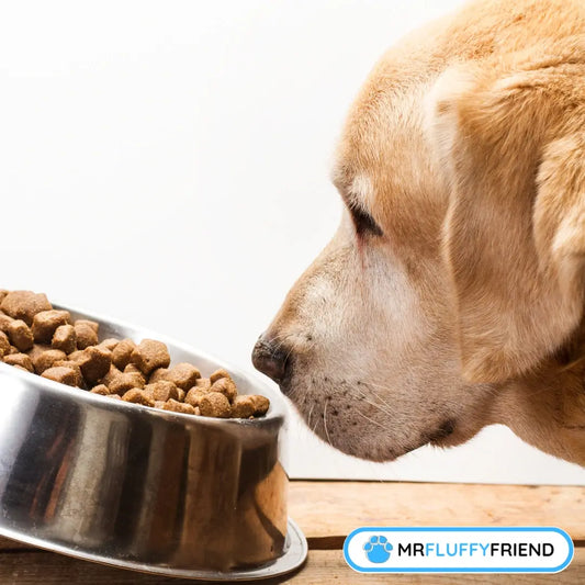 Titelbild für einen Blog mit dem Titel „Warum schnüffelt mein Hund an seinem Futter und geht weg?“ mit einem Labrador, der an einer Schüssel Trockenfutter schnuppert