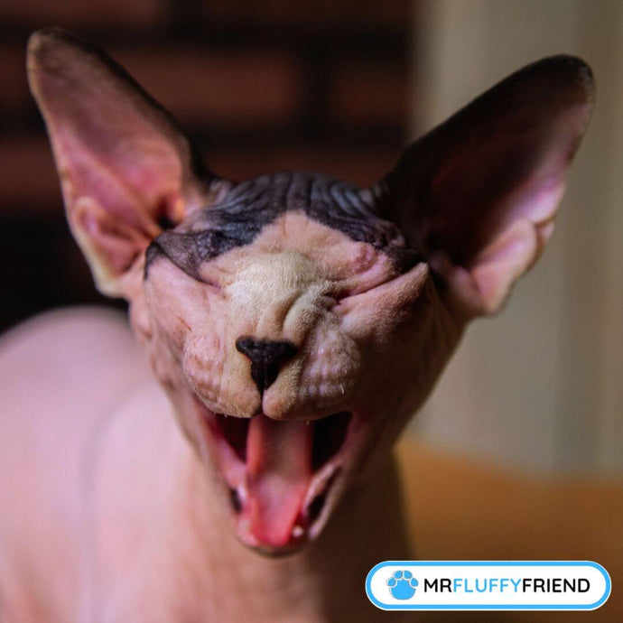 Warum niest eine Katze? Häufige Gründe und Lösungen