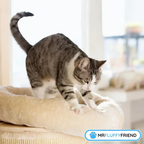 Warum treten und schnurren Katzen? Die einfachen Gründe