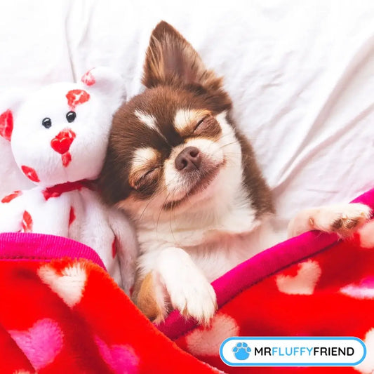 Schlafpositionen von Hunden bei Krankheit