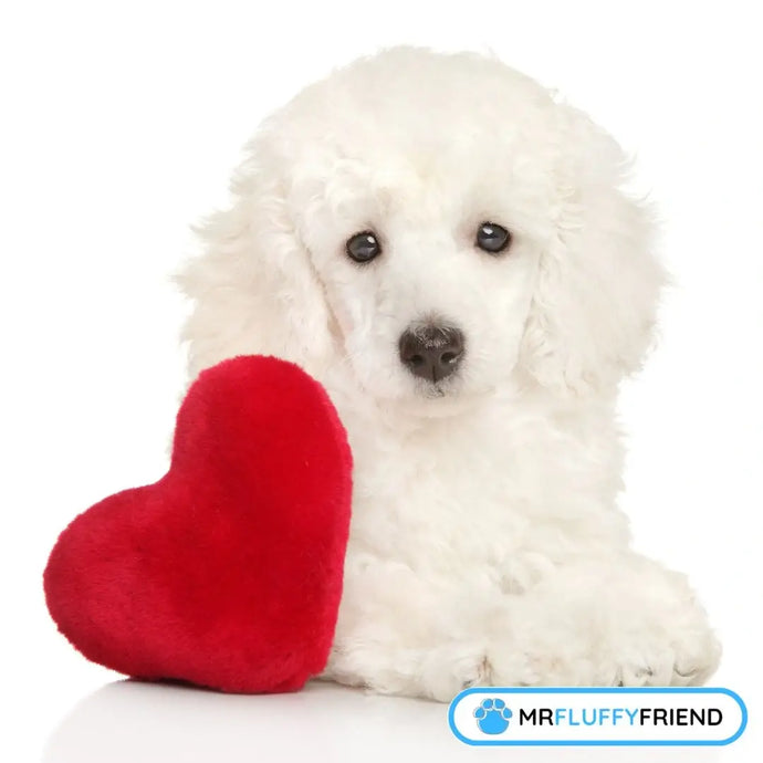 Zum Valentinstag: Weiß mein Hundi, dass ich ihn lieb habe?