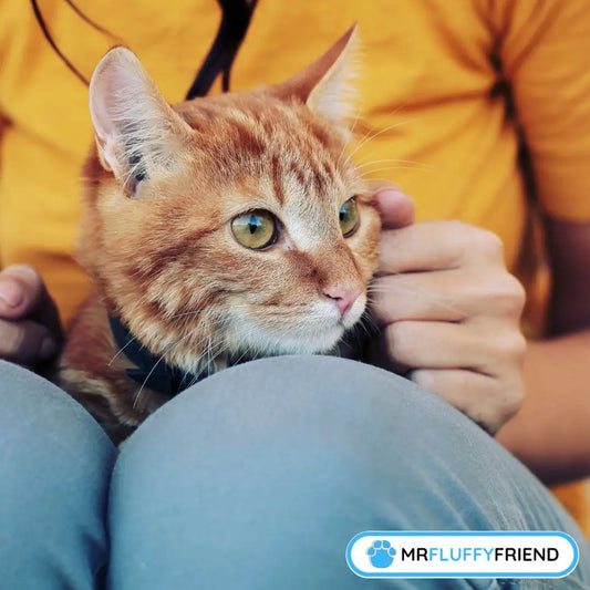 warum sabbern katzen