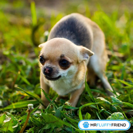 warum zittert und hechelt mein hund