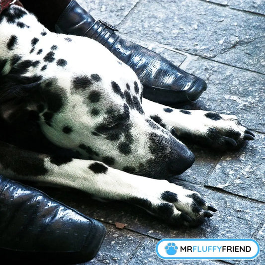 Warum schläft mein Hund zu meinen Füßen? Ein schlafender Dalmatiner liegt in der Nähe der Füße seines Besitzers