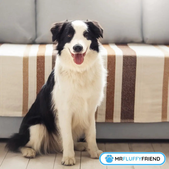 So bleibt dein Hund vom Sofa fern