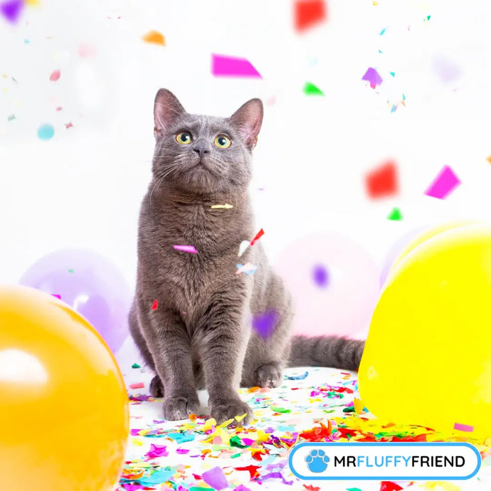 Internationaler Tag der Katze 2025: Wie die Welt Katzen feiert