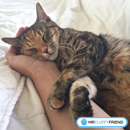 Beitragsbild für einen Blog mit dem Titel „Warum schläft meine Katze in meinem Bett?“ mit einer Katze, die auf dem Bett schläft und gestreichelt wird