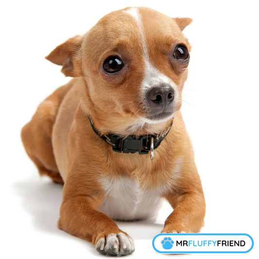 Ein kleiner hellbrauner Hund mit besorgtem Blick liegt auf weißem Hintergrund und zeigt Trennungsangst