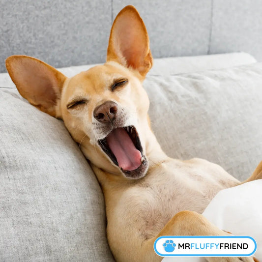 Fröhlicher Hund, der gähnt und sich auf einem gemütlichen Sofa entspannt – zeigt, wie bequem das beste Hundebett für ältere Hunde ist.