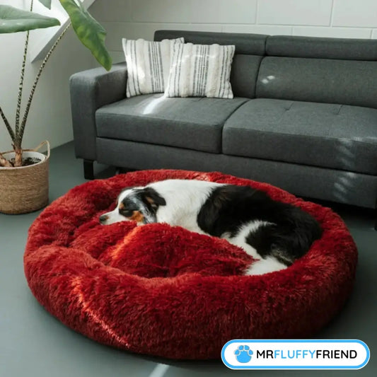 Ein Australian Shepherd, der in einem großen, flauschigen roten Donut-Hundebett schläft