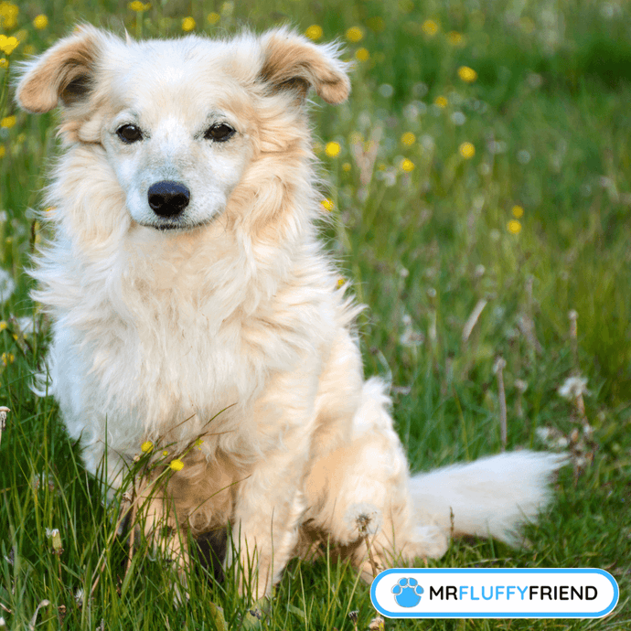 Kannst du einen älteren Hund trainieren?
