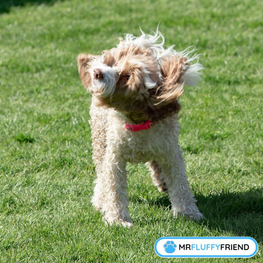 Ohr juckt Kopf schutteln