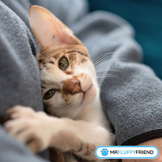 Warum hängt meine Katze in letzter Zeit so an mir?
