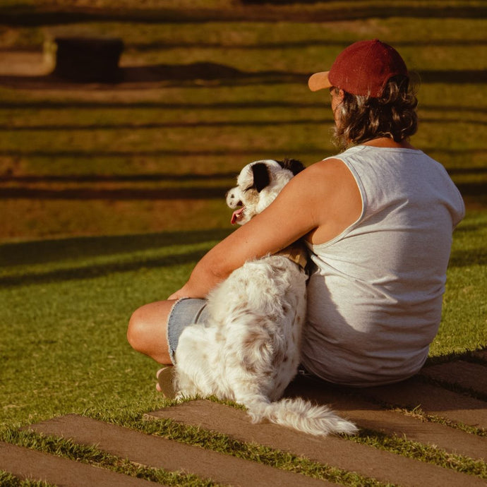 Reisen mit Hund: Der Ultimative Guide