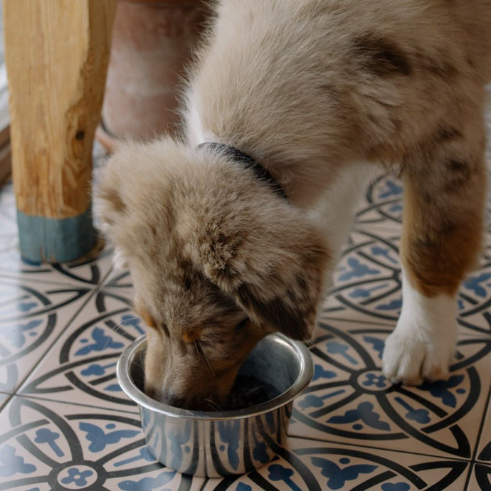 Das richtige Hundefutter: Einfach erklärt!