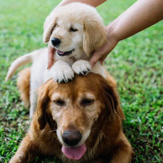 Tipps für einen zweiten Hund