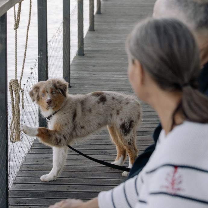 Aufgepasst: Wie kommunizieren Hunde?