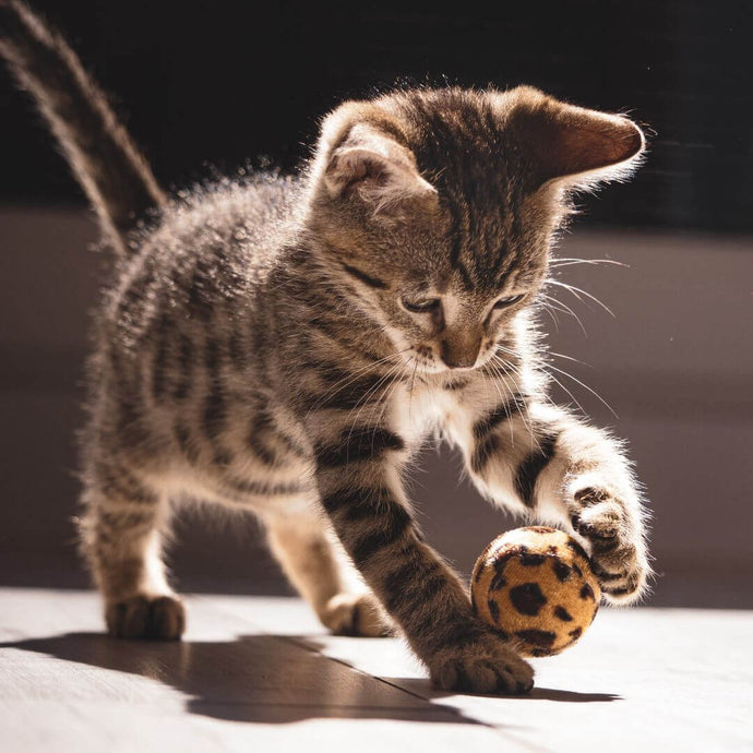 Tipps, um deine hyperaktive Katze zu beruhigen