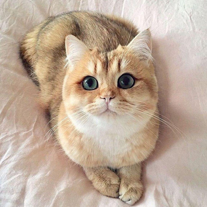 Die besten Katzenrassen für Anfänger