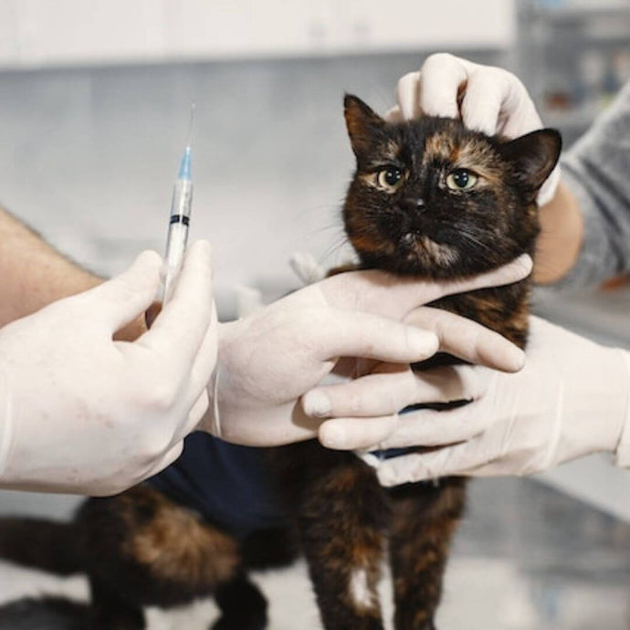 Katzen-Mikrochippen: Warum du das machen solltest