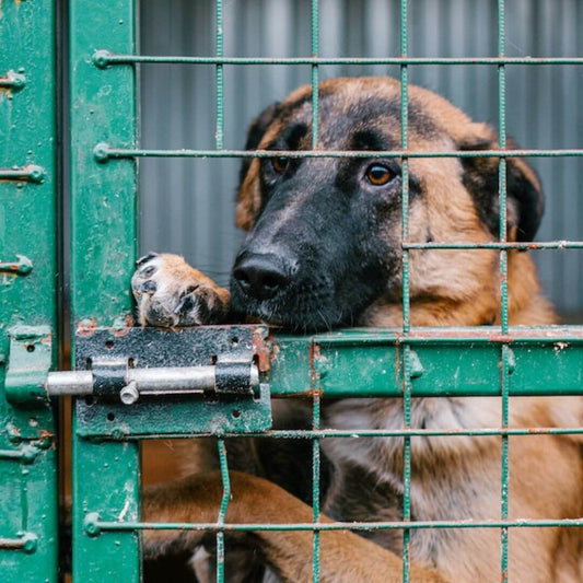Obdachlose Hund Fakten
