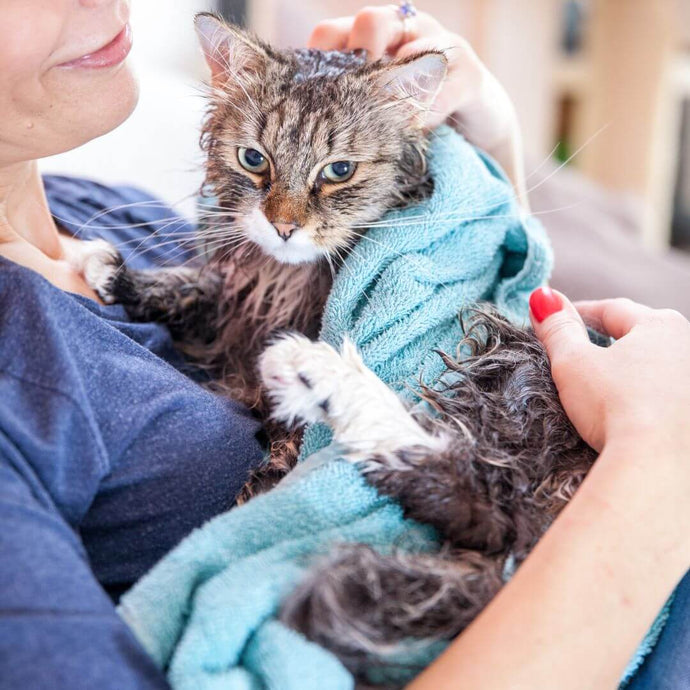 Katzenpflege ohne Wasser: So geht's