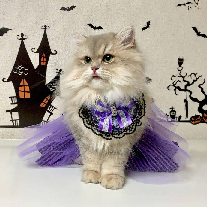 Halloween für Haustiere: Sicherheitstipps