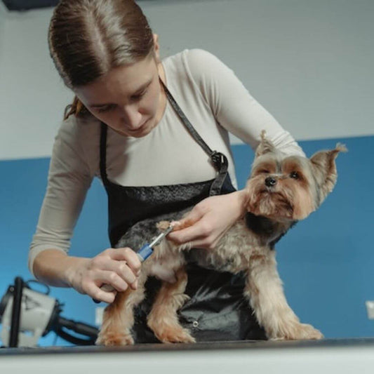 Schneide die Krallen deines Haustiers