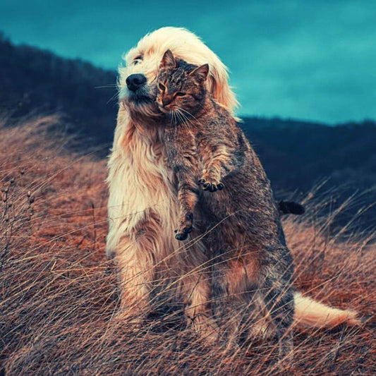 10 Hunderassen, die sich gut mit Katzen vertragen