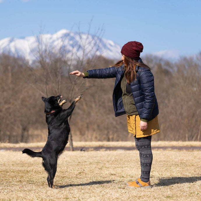 Die coolsten Hunde-Tricks für Anfänger