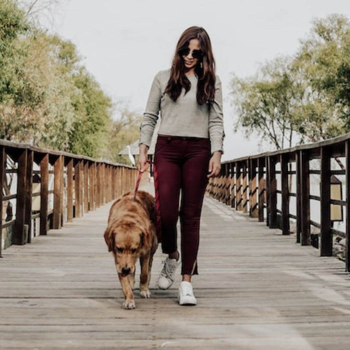 Was bringt es, mit dem Hund spazieren zu gehen?