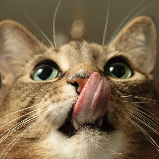 Wie lange kann eine Katze ohne Futter auskommen