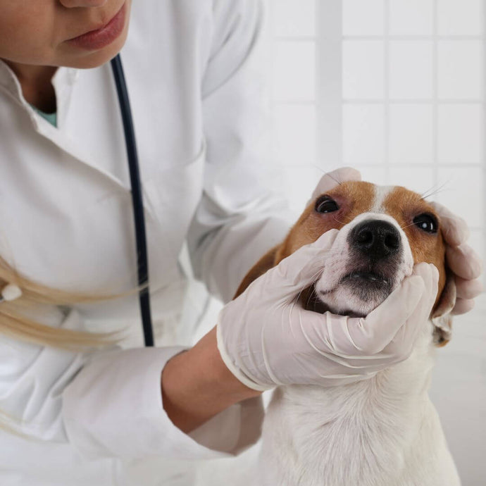 Kann dein Hund Allergien bekommen?