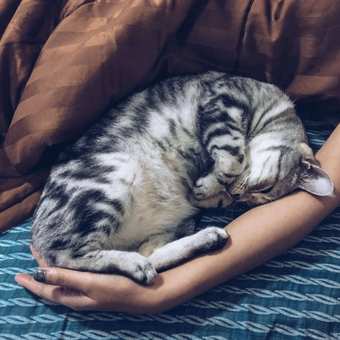 So bereitest Du dich auf eine ältere Katze vor
