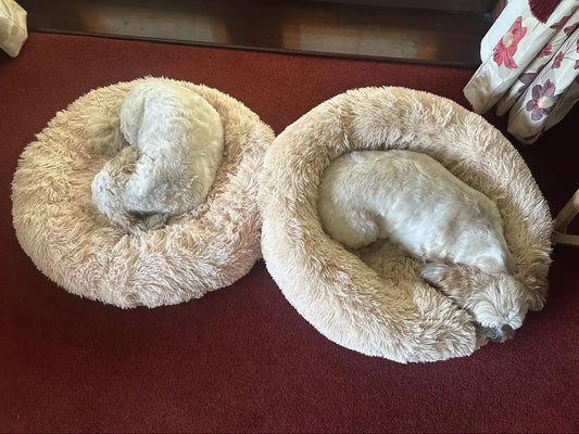 Zwei Hunde liegen eingerollt in zwei cremefarbenen Donut-Hundebetten auf einem roten Teppich.