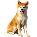 Dog Größe: 4XL
