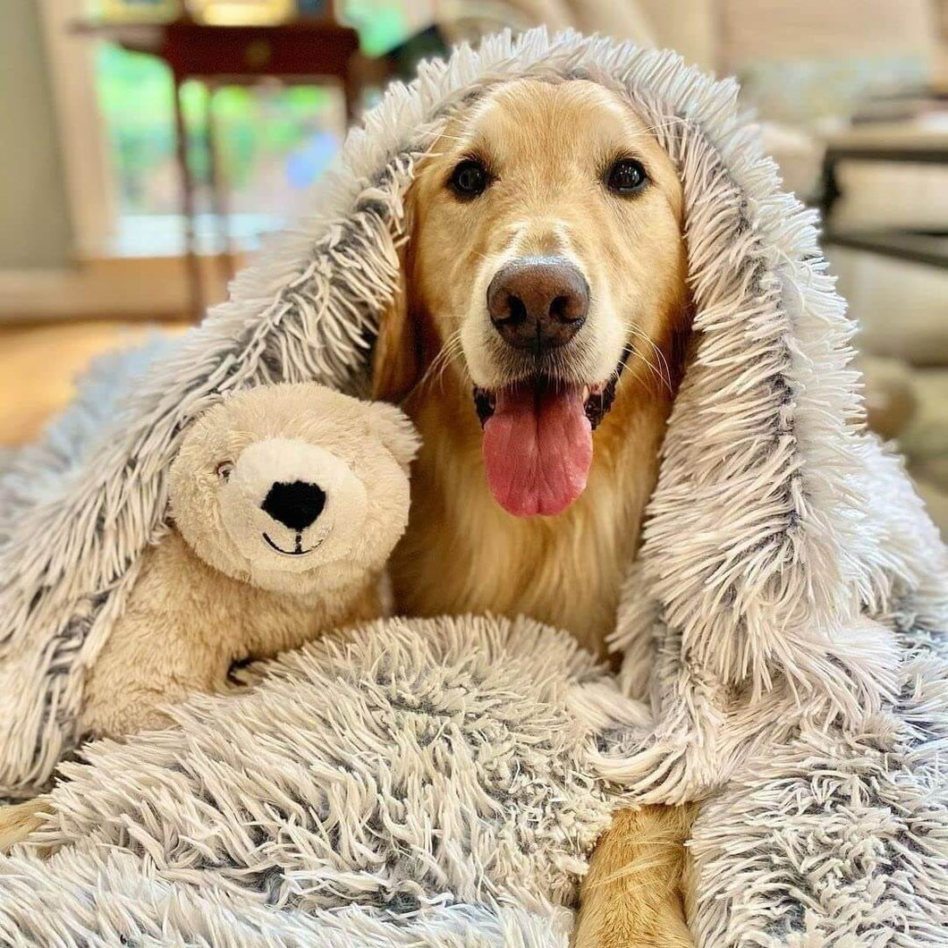 Ein Golden Retriever kuschelt sich gemütlich mit einem Teddy und einer flauschigen Decke ein.
