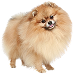 Dog Größe: S
